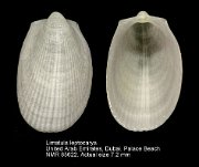 Limatula leptocarya